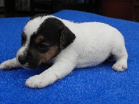 Clamber's - Jack Russell Terrier - Portée née le 02/10/2011
