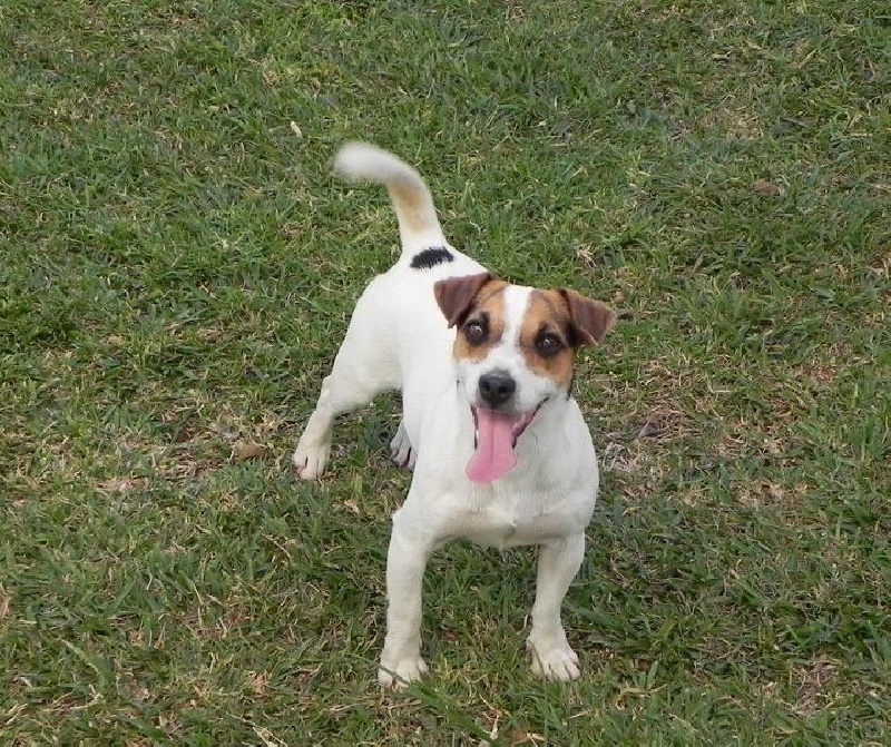 Fara of Puppydogs Tails
