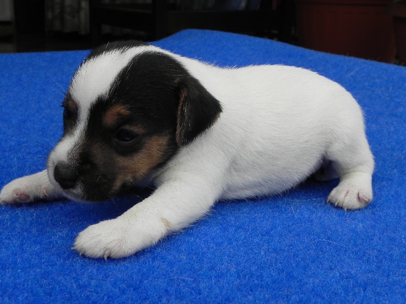 Clamber's - Jack Russell Terrier - Portée née le 02/10/2011